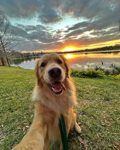 Zoom in to see my friend Reggie the heron 🫶🏻 #goldenretriever #dogsofinstagram #dogselfies Golden Retriever Photos, Puppy Necessities, Perros Golden Retriever, Golden Retriever Baby, Different Types Of Animals, Baby Highland Cow, Dog Pics, I Like Dogs, A Golden Retriever