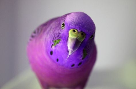 8 Signs You Should NOT Get a Pet Bird | petMD Purple Budgie, Parakeet Colors, Best Pets For Kids, Birds For Sale, Parakeet Bird, Budgie Parakeet, Ipad Snap, Pet Bird, Violet Purple