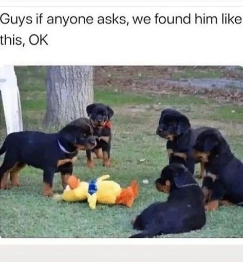 "Guys, if anyone asks, we found him like this, OK?" Funniest dog memes / funny dog memes, #dogmeme #dogmemes, hilarious dogs, #hilariousdogs, really silly dogs, trending funny dogs, cute dog pictures, funniest dog pictures, most viewed dog tiktok Animal Captions, Dogs Pictures, Rottweiler Love, Love My Dog, Rottweiler Puppies, Funny Animal Memes, Animal Jokes, Funny Animal Pictures, Dog Memes