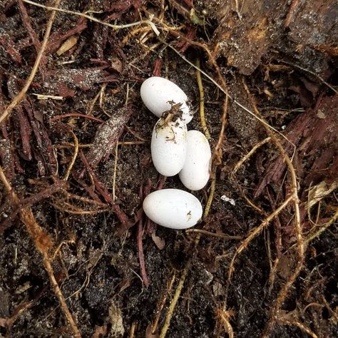 Found snake eggs in garden need to relocate them. Any advice? Snake Eggs, Garden Snake, Garden Snakes, Abbott Elementary, Small Snakes, Transformation Project, Gardening At Home, Better Homes And Garden, Easy Gardening