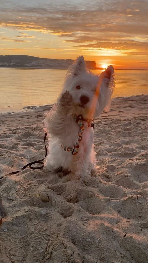 White Highland Terrier, Westie Aesthetic, Funny Westies, Dog Westie, Cute Doggos, West Terrier, Westie Dog, Puppy Mom, Westie Puppies