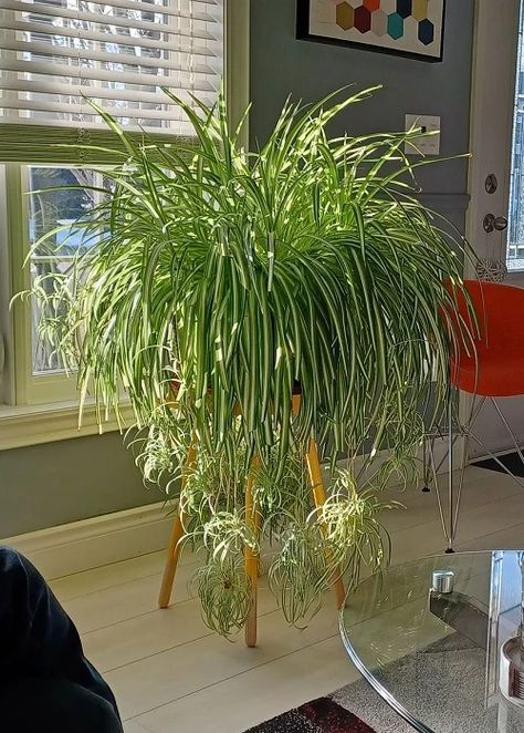 How to Make a Spider Plant Bushier & Lush: 8 Tricks | Balcony Garden Web Houseplant Containers Ideas, Indoor Plant Design Ideas, How To Transport Plants When Moving, Fertilizer For Water Plants, Easy Indoor Plants For Beginners, How To Display Plants Indoors, Spider Plants Indoor, Inch Plant Care, Spider Plant Care Indoor