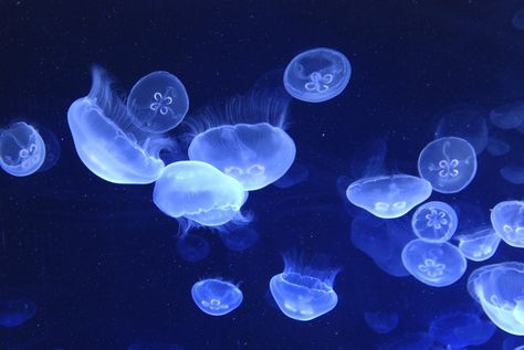 iStock_000046623160_Large Bioluminescent Jellyfish, Arts Students, Environmental Problems, Energy Harvesting, Carpet Designs, Environmental Problem, Dangerous Animals, World Of Wonder, London Property