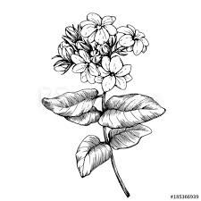 Jasmine Drawing, Jasmine Tattoo, Leaves Black And White, Playing Card Tattoos, Jasminum Sambac, Arabian Jasmine, Black And White Outline, Jasmine Plant, Outline Illustration