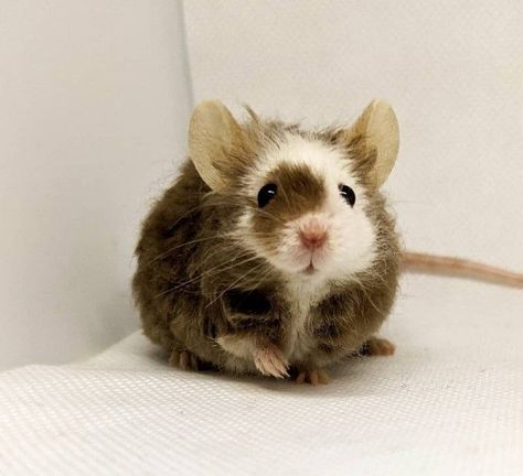 Fluffy Rat, Rodent Pets, Mice Pet, Fancy Mice, Mice Cute, Rattus Rattus, Pet Mouse, Fancy Mouse, Brown Mouse