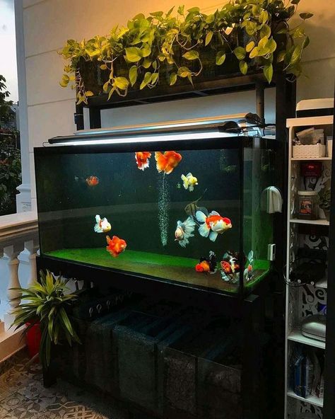 Gold Fish Tank Ideas, Gold Fish Aquarium Design, Ranchu Fish Tank, Goldfish Aquarium, Fish Stand, Fish Aquarium Decorations, Goldfish Tank, Diy Fish Tank, Fish Tank Terrarium