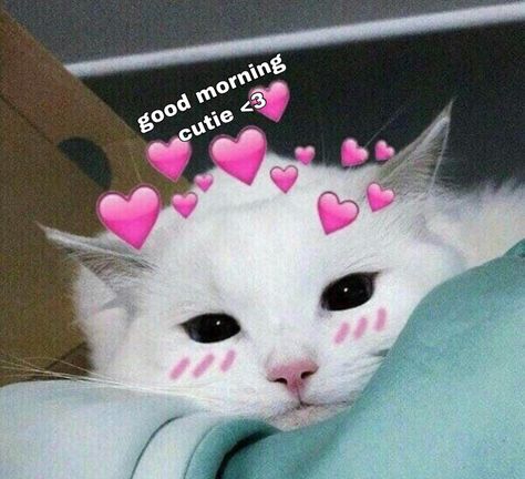 Good Morning Cutie, Cat Memes Cute, Cute Cat Memes, Memes Cute, Cute Love Memes, Cute Memes, Cute Texts, Love Memes, Cat Memes