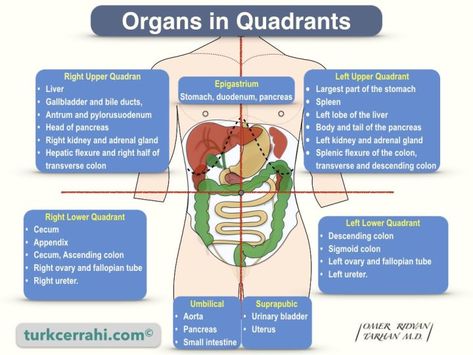 Quadrants and Regions of Abdomen | turkcerrahi.com/en Abdominal Quadrants, Abdominal Regions, Superior Mesenteric Artery, Quadrants Of The Abdomen, Gallbladder Attack, 4 Quadrants, Emt Study, Medical Assisting, Sigmoid Colon