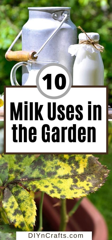 Don't miss these ways to use milk in your garden! 10 unique ways that are sure to make your garden thrive this year! These hacks are a great way to build a strong healthy garden while using natural supplies you already have on hand! Milk And Water For Plants, Milk On Plants, Milk For Plants, Natural Fertilizer For Garden, Diy Fertilizer For Plants, Homemade Plant Fertilizer, Outdoor Porches, Gardening Australia, Milk Plant