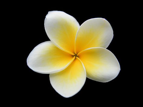 Fiori Frangipani, Plumeria Tattoo, Yellow Plumeria, White Plumeria, Flower Banner, Flowers Black Background, Paper Quilling Patterns, Beautiful Flowers Photography, Plumeria Flowers