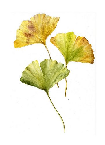 Ginkgo leaves | Marianne Grundy-van Es | Flickr Gingko Leaves, Ginkgo Leaves, Leaf Drawing, Watercolor Plants, Ginkgo Leaf, Painted Leaves, Watercolor Leaves, Botanical Drawings, Watercolor Inspiration