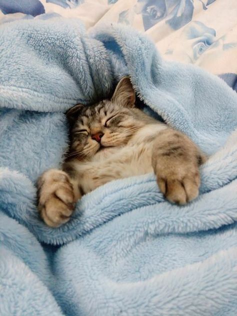 Sleep Funny, Cat Facts, Cat Sleeping, Beautiful Cats, 귀여운 동물, Crazy Cats, Cat Love, Cool Cats, Kittens Cutest