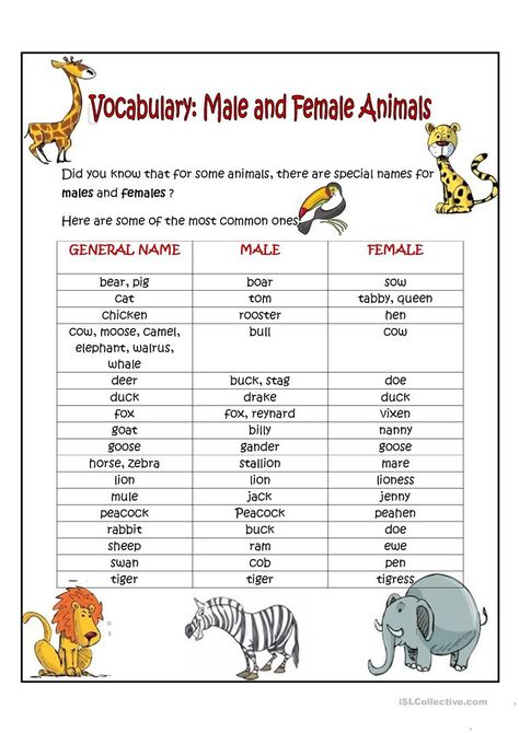 Masculine And Feminine Gender, Gender Of Animals, Gender Words, Male And Female Animals, Grammar Work, Animals List, Animals Name In English, Baby Animal Names, Animal Worksheets