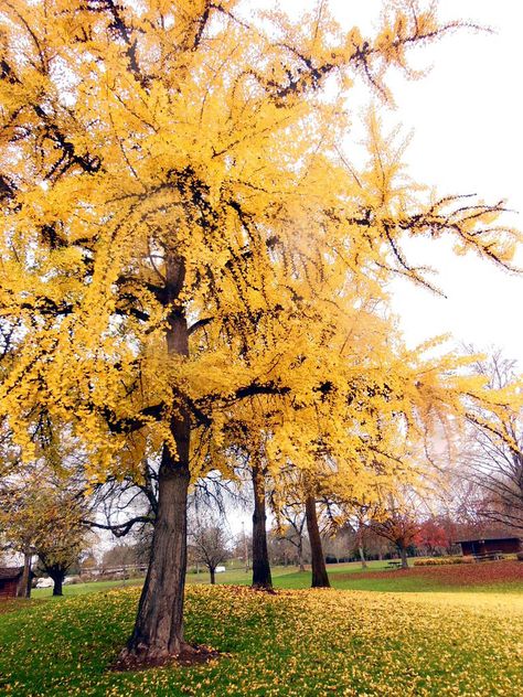 autumn gold, gingko Gingko Tree, Ginkgo Tree, Photography, Gold