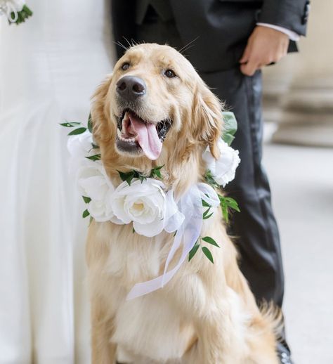 Wedding Cakes Dog, Golden Retriever Wedding, Dog Wedding Photos, Dog Wedding Outfits, Dog Wedding Attire, Dog Cake Topper Wedding, Boho Chic Wedding Dress, Daisy Wedding, Leo Love