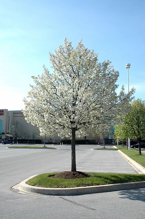 Jack Ornamental Pear (Pyrus calleryana 'Jaczam') at Echter's Nursery & Garden Center White Flower Tree, Ornamental Pear Tree Driveway, Evergreen Pear Tree, Flowering Pear Tree Landscaping, Pear Tree Companion Plants, Snow Pear Tree, Ornamental Pear Tree, Flowering Pear Tree, Amelanchier X Grandiflora 'autumn Brilliance'