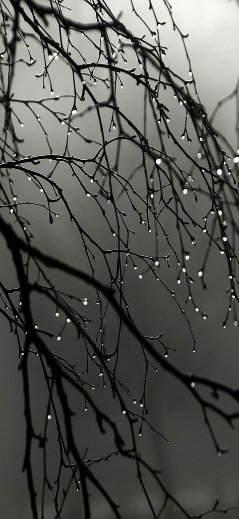 tree branches with water droplets hd wallpaper Water, Wallpapers, Black, Water Droplets, Tree Branches, Hd Wallpaper, Black And White, White