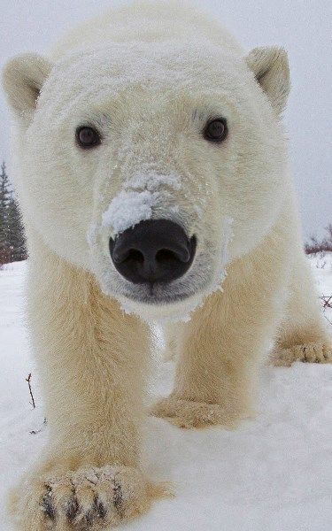 Cute Polar Bear Wallpaper, Polar Bear Aesthetic, Polar Bear Stuffed Animal, Polar Bear Wallpaper, Bear Bedding, Polar Bear Images, Bear Clothing, Kodiak Bear, Bear Jewelry