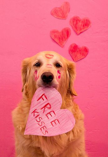 Dog Calendar, Valentines Day Dog, Dog Photoshoot, A Golden Retriever, My Funny Valentine, Dog Valentines, Retriever Dog, Golden Retrievers, Dog Photography