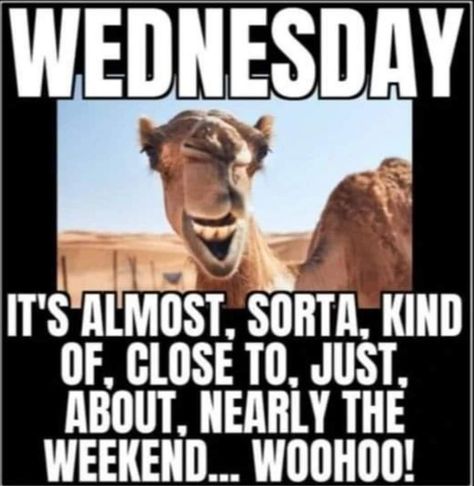 Hump Day Quotes Funny, Hump Day Humor, Wednesday Humor, Happy Day Quotes, Good Morning My Friend, Workplace Humor, Happy Wednesday Quotes, Morning Memes, Good Morning Funny Pictures