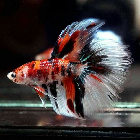 Beautiful Betta Fish, Koi Betta, Betta Fish Types, Fish Ideas, Fish Tank Design, Betta Aquarium, Rare Fish, Cr7 Wallpapers, Tropical Fish Aquarium