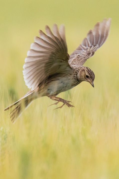 Natural Playground, Time To Move On, Skylark, White Eyes, Swallows, Mosaic Designs, The Soil, Hawaiian Islands, Black Bird