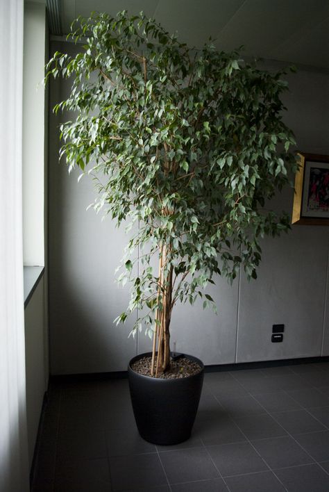 FICUS BENJAMIN Agridea - Garden Pink www.coopagridea.org Plants Restaurant, Pigeon Hole, Tree Interior, Ficus Benjamina, Large Indoor Plants, Porch Plants, Garden Pond Design, Indoor Tree, Phone Wallpaper Boho