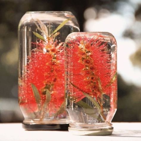 Bottlebrush Table Decorations - Green Goddess Christmas Decorations Australian, Christmas In Australia, Aussie Christmas, Australian Christmas, Summer Christmas, Tropical Christmas, Christmas Lunch, Natural Christmas, Christmas Inspo