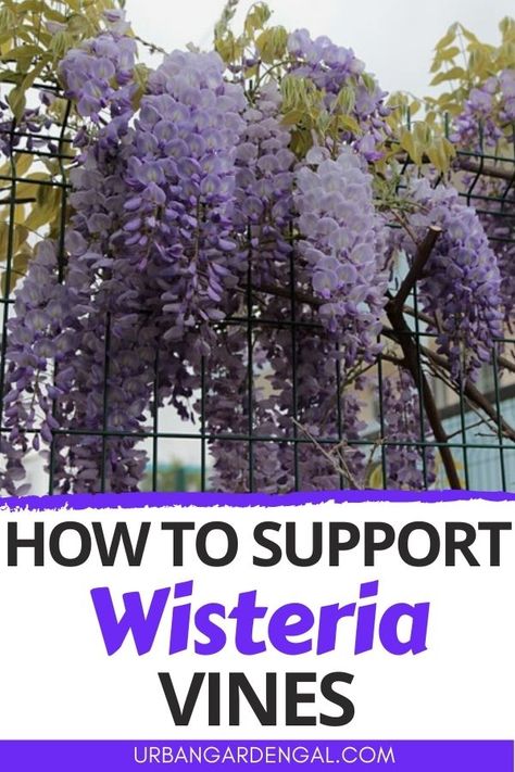 Supporting a wisteria vine Diy Trellis For Wisteria, Wisteria Planting Ideas, Wisteria Trellis Ideas Diy, Support For Climbing Plants, Where To Plant Wisteria, Climbing Plants Zone 5, Vines That Grow In Shade Climbing, Fast Climbing Flowering Vines, Wisteria Trellis Ideas