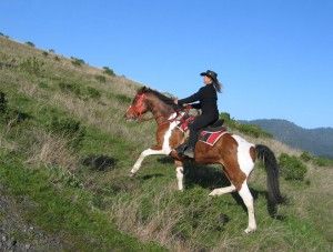 Condition Your Trail Horse from The Trail Rider | Equisearch Horse Trail Riding Gear, Equestrian Workout, Endurance Horse, Pretty Cowgirl, Endurance Riding, Equestrian Clothes, Trail Riding Horses, Trail Horse, Horse Competition