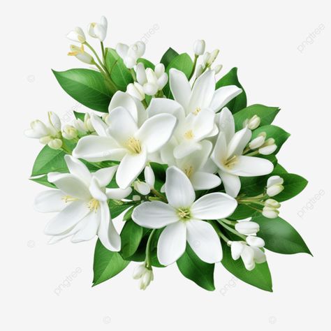 beautiful white jasmine flowers with water drops on background beautiful white jasmine flowers wit Flowers With Water Drops, White Jasmine Flower, Blank Background, Jasmine Flowers, White Jasmine, Jasmine Flower, Background Beautiful, Transparent Image, Water Flowers