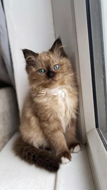 ATLAS & PHOEBE on Instagram: "Some kitten goodness to brighten your day 🤎 miss these little guys 🤍 . . . . #kitten #ragdoll #ragdollkitten #kittens #kittenvideo #catreels #ragdollworld #cutecat #minkragdoll" Seal Mink Ragdoll, Rag Doll Cat Ragdoll Kittens, Mink Ragdoll Cat, Brown Ragdoll Kitten, Ragdoll Cats And Kittens, Brown Ragdoll Cat, Ragdoll Cat Aesthetic, Ragdoll Cat Kitten, Cats Ragdoll