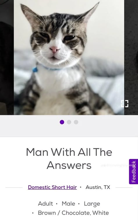 Petfinder Names, Car Names, Goofy Cat, Funny Cat Names, Silly Names, Goofy Cats, Pet Finder, Funny Looking Cats, Silly Kitties