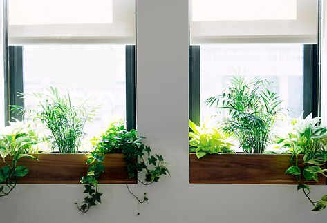 The Sill + Terrain: Planting a Window Box | The BLOG at Terrain - Terrain Window Ledge Ideas, Kitchen Window Sill Ideas, Indoor Window Planter, Indoor Window Boxes, Window Ledge Decor, Window Sill Plants, Window Herb Garden, Ledge Decor, Window Sill Decor