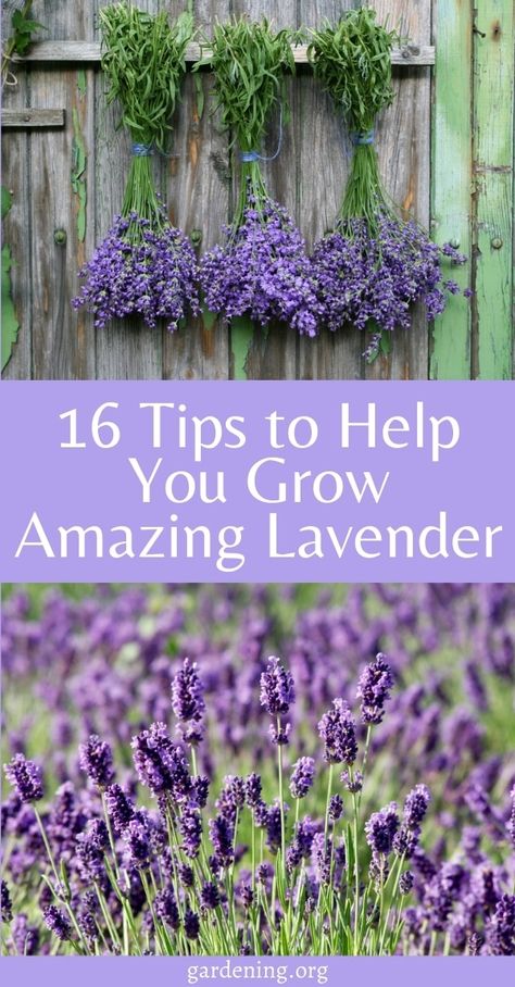 Growing Lavender, The Deep South, Deep South, In The Deep, Growing Herbs, Lavender Flowers, Air Circulation, Shade Garden, Lawn And Garden