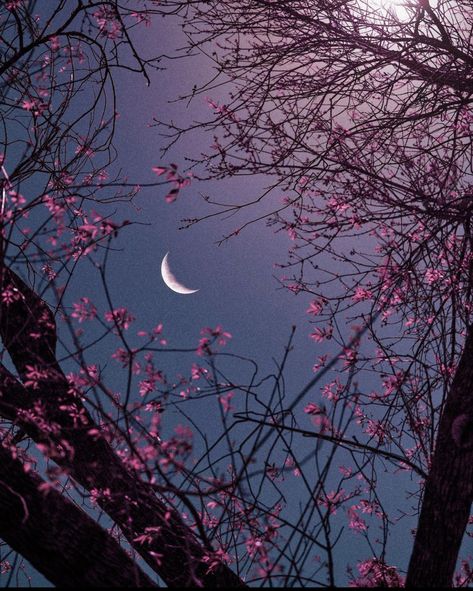 Bonito, Nature, Pretty Moon, Lucky Wallpaper, City Life Photography, Nature Aesthetics, Paris Wallpaper, Flower Wallpapers, Moon Photos