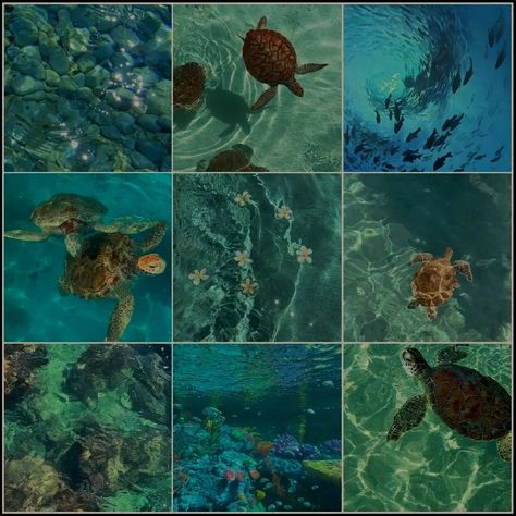 Therian Moodboard, Sea Moodboard, Turtle Aesthetic, Ocean Stuff, Find Color, I Meet You, Sea Turtle, Mood Boards, Mood Board