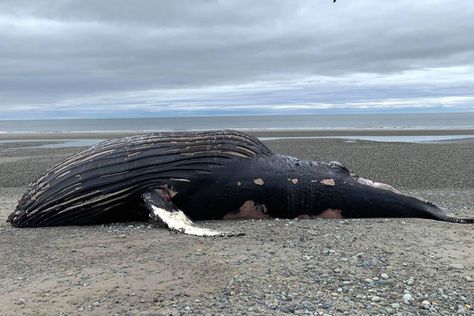 Whale Song, Haida Gwaii, Home Good, Humpback Whale, Wild Dogs, Old Map, Sea World, Underwater World, Kayaking