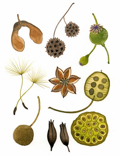 Every problem has in it the seeds of its own solution. If you don't have any problems, you don't get any seeds.. - Norman Vincent Peale Seeds Illustration, Seed Pods Art, Seed Illustration, Seed Pots, Seed Heads, Elements Illustration, Seed Pod, Stamp Carving, Deco Nature