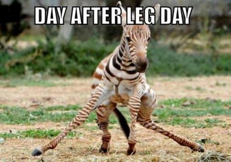 Dr. HIT's High Intensity Bodybuilding: Day After Leg Day Leg Day Memes, After Leg Day, Fitness Memes, Haha So True, Fitness Humor, Paleo Lifestyle, Workout Memes, Gym Memes, Gym Humor