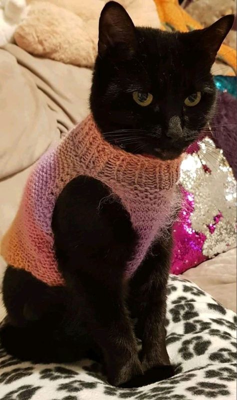 A Black Cat, Crochet Cat, Cute Creatures, Cat Clothes, Pretty Cats, Cute Little Animals, Baby Cats, Cute Crochet, Cat Mom