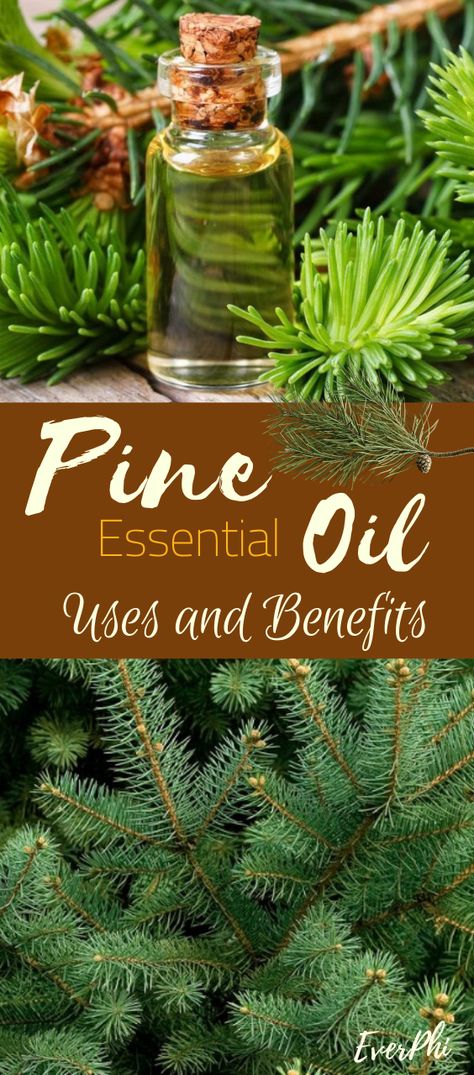 Pine essential oil is a powerful expectorant that can cause irritation in the mucous membrane, causing an increase of bronchial secretion (for defense) and facilitate the expulsion of phlegm and mucus through the cough. #pineessentialoil #usesofpineoil #aromatherapyeverphi Diy Pine Essential Oil, Diy Pine Oil, Pine Needle Oil Benefits, Pine Essential Oil Benefits, Pine Needle Oil, Pine Needle Essential Oil, Oil Distiller, Scots Pine, Pinus Sylvestris