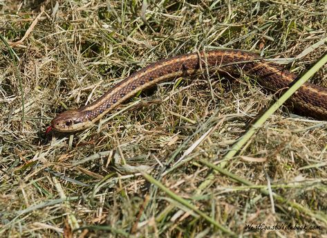 This northwestern garter snake is literally a snake in the grass.  Not to be confused with a sneaky person who appears harmless or even friendly but in fact, is treacherous.  I was out taking pictures of birds one hot summer day when a robin attracted my attention.  He was hopping around in a frantic manner and darting at something in the grass. #snake #naturepicture Fear Of Snakes, Grass Snake, Pictures Of Birds, Types Of Farming, Snake In The Grass, Garter Snake, Land Animals, Donna Tartt, End Of Term