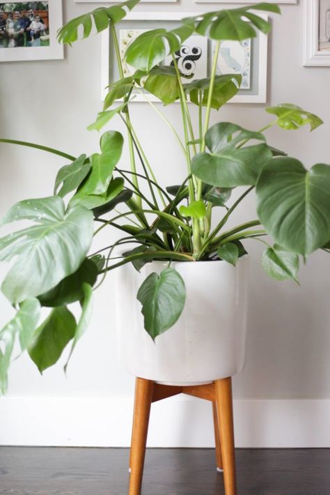 Have a monstera? This fun plant with swiss cheese leaves is the perfect addition to any home. Check out all my Monstera Plant Care tips! Monstera Plant Care, Plants Monstera, Small Trellis, Brown Tips, Monstera Plants, Tattoo Plant, Low Light Indoor Plants, Amazing Plants, Large Indoor Plants