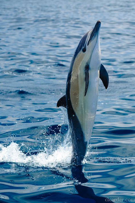 https://flic.kr/p/dkQxUC | Short-beaked common dolphin (delphinus delphis) | Short-beaked common dolphin (Delphinus delphis) off the coast of southern California. Ocean Mammals, Common Dolphin, Creature Marine, Sea Mammal, Fauna Marina, Waves Ocean, A Dolphin, Water Animals, Underwater Creatures