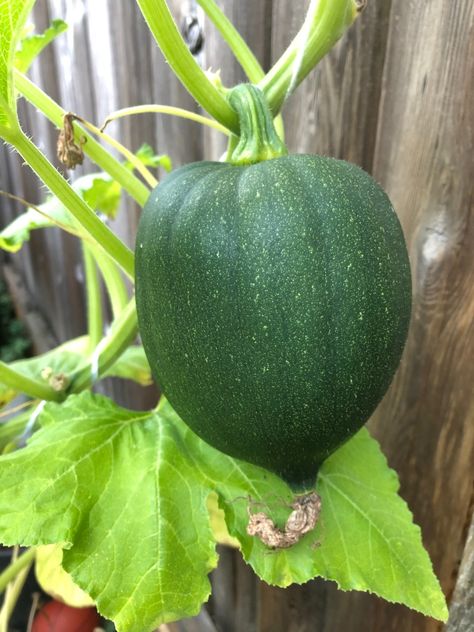 Acorn Squash Growing, Acorn Squash Plant, How To Grow Acorn Squash, Growing Acorn Squash, Squash Companion Plants, Squash Garden, Pumpkin Plants, Squash Trellis, Rosemary Garden