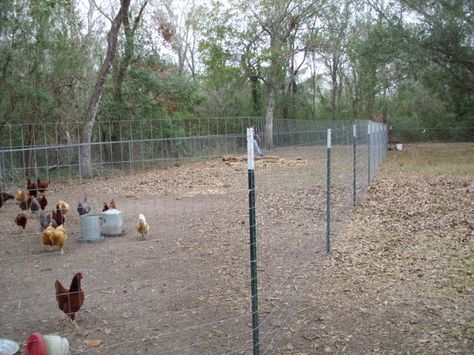 fencing for chicken yard | the completed yard we didn t quite go all the Fence Around Chicken Coop Yards, Chicken Fence Diy, Fenced Chicken Yard, Chicken Fencing Ideas Diy, Fencing For Chickens, Chicken Yard Fence, Chicken Fencing Ideas, Chicken Pens Ideas Fence, Chicken Run Fence