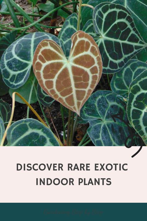 Discover rare exotic indoor plants on a gardening guide cover. Tropical House Plants Indoor, Rare Indoor Plants, Rare Plants Houseplant, Grow Vanilla Beans, Exotic Aesthetic, Exotic House Plants, Gloriosa Lily, Tropical House Plants, Dream Patio