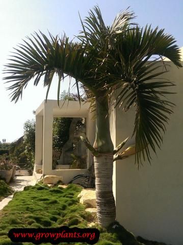 Spindle Palm Tree, Spindle Palm, Outdoor Tropical Plants, Florida Backyard, Date Palm, Cool Decor, Backyard Landscape, Coconut Palm, Season Colors