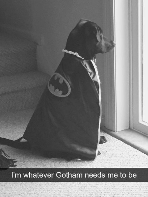 166 Hilarious Dog Snapchats That Are Impawsible Not To Laugh At (Part 2) Batman Dog, Dog Snapchats, Puppy Photos, Happy Puppy, Baby Animals Funny, Puppy Care, Funny Animal Memes, Pet Puppy, Dog Memes